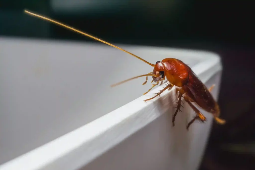 Kakerlakenbefall im Badezimmer erkennen und professionell beseitigen – Elmshorn