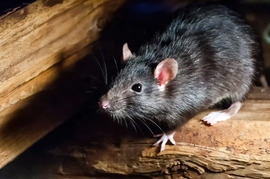 Mäusebefall auf Dachboden und im Keller professionell entfernen lassen – Mäusebekämpfung Elmshorn