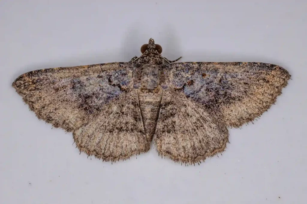 Mottenbefall auf dem Dachboden gezielt bekämpfen lassen – Kammerjäger Elmshorn