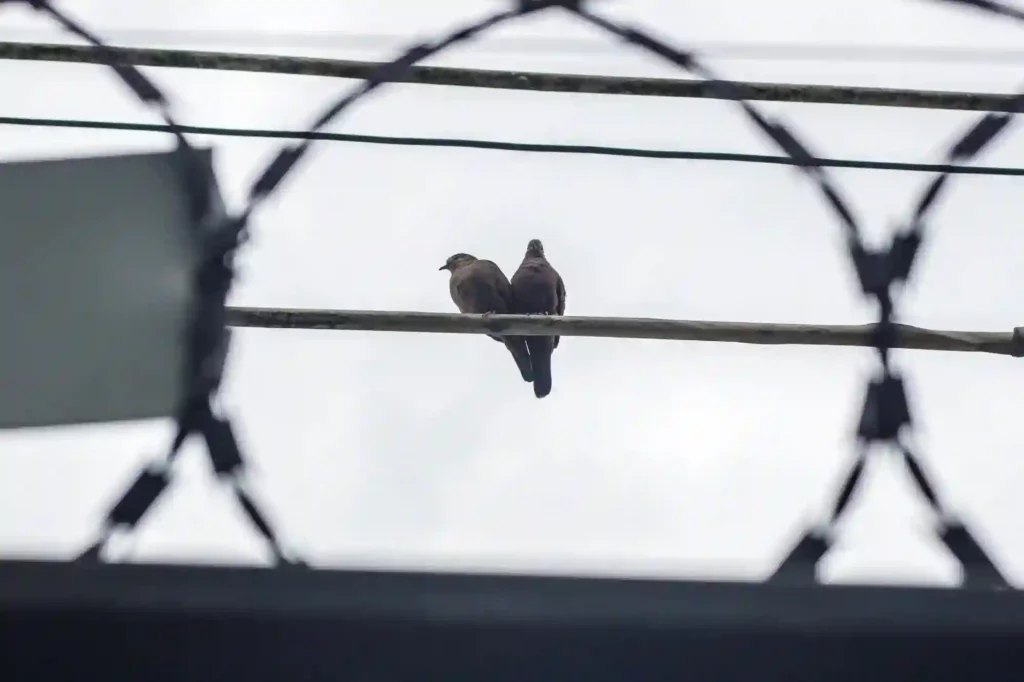 Stacheldraht gegen Tauben anbringen lassen – Effektive Schutzmaßnahme in Elmshorn