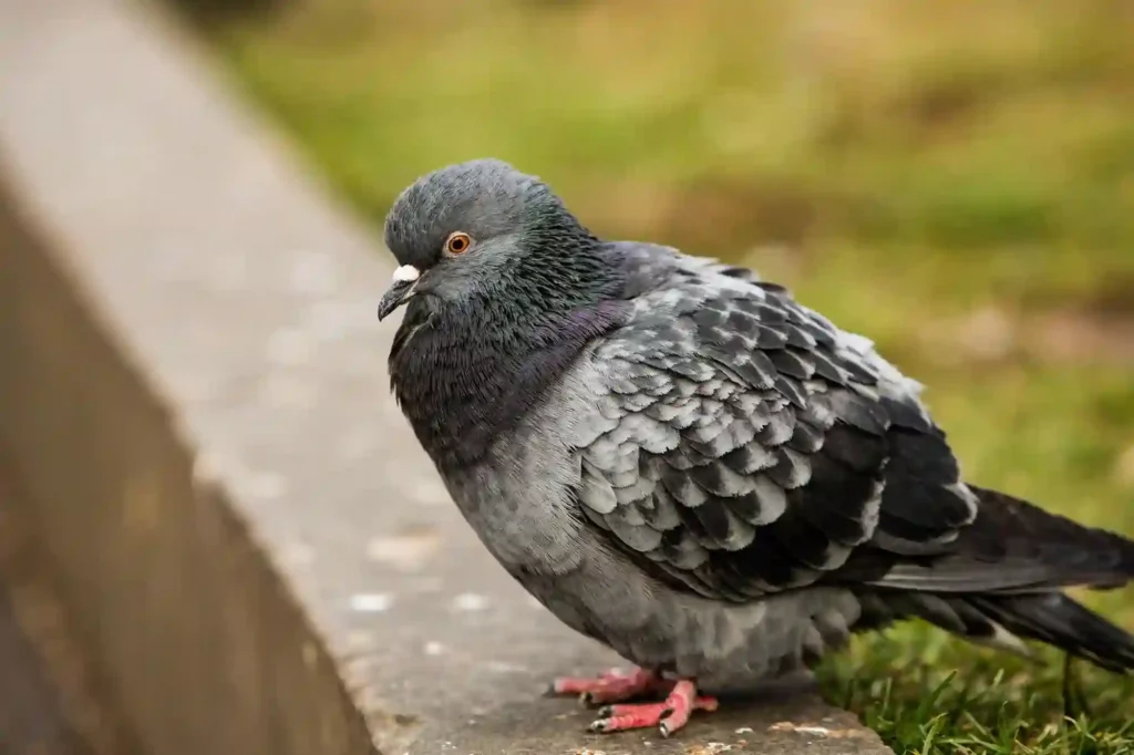 Taubenabwehr durch Experten in Elmshorn überprüfen und optimieren lassen
